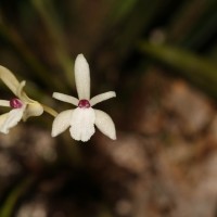 Adrorhizon purpurascens (Thwaites) Hook.f.